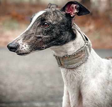Photo of Greyhound