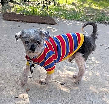 Photo of Bunsen