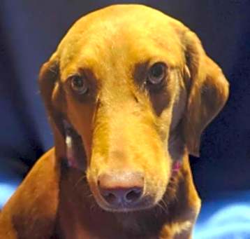 Photo of Midge