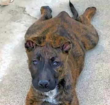 Photo of Cinnamon