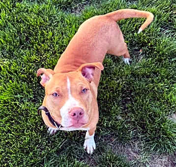 Photo of Pickles