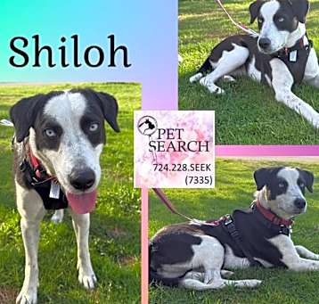 Photo of Shilo
