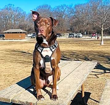 Photo of Simba