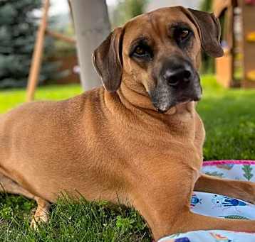 Photo of Kodi