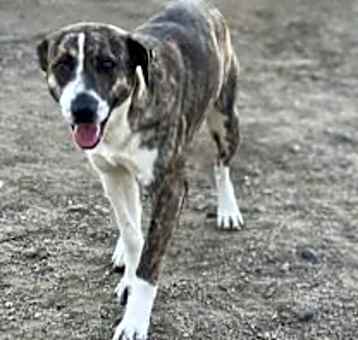 Photo of Tootsie