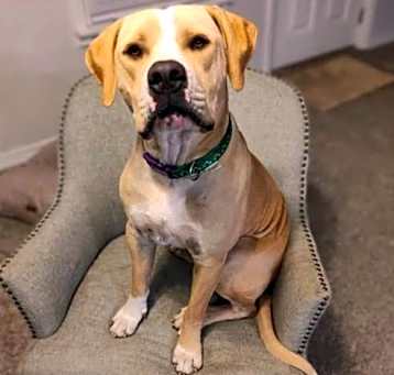 Photo of Buddy