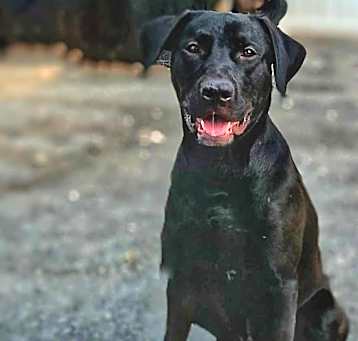 Photo of SHADOW