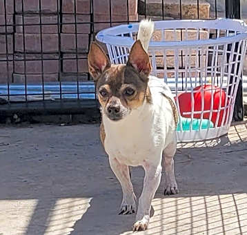 Photo of Buddy: $70 Adoption Fee!