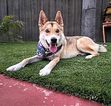 Photo of Maximus