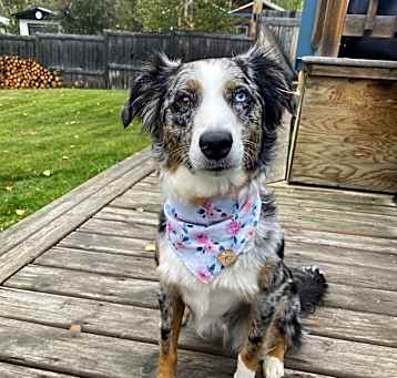 Photo of Merlot