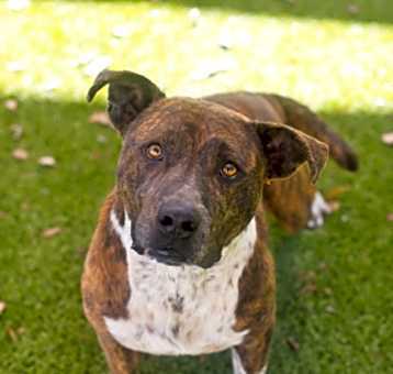 Photo of Dallas