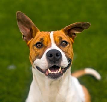 Photo of Rusty