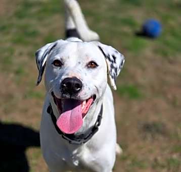 Photo of Diesel