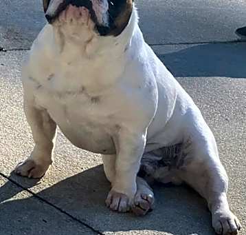Photo of Finley