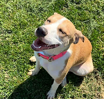 Photo of Nova