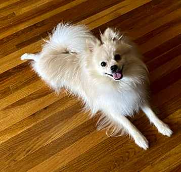 Photo of Snowball