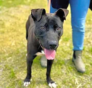 Photo of *ARCHIE