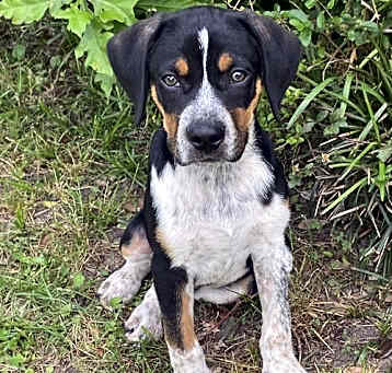 Photo of Louie