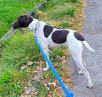 Photo of Rufus