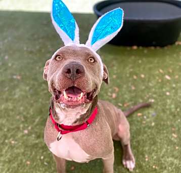 Photo of Brutus