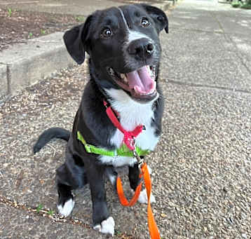 Photo of Oreo