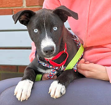 Photo of Laika