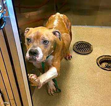 Photo of Bruiser-VIP