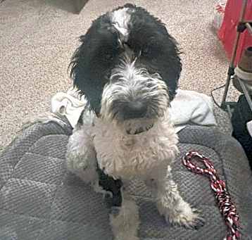 Photo of Oreo-doodle