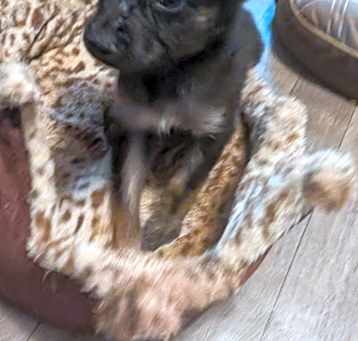 Photo of Molly