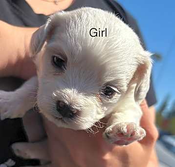 Photo of LUna litter - girl 2