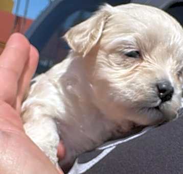 Photo of Girl 3 - luna litter