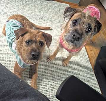 Photo of Clyde and Bonnie