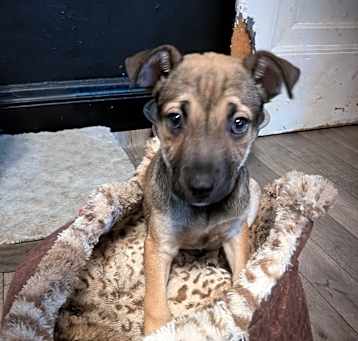 Photo of Luna
