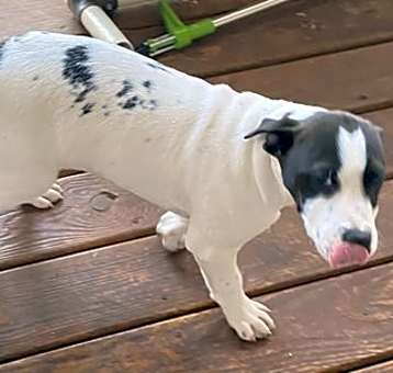 Photo of Finn