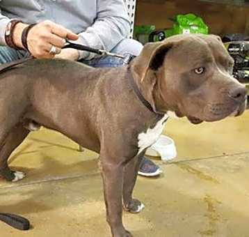 Photo of Blu