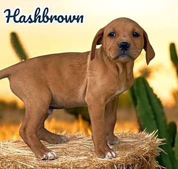Photo of Hashbrown