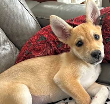 Photo of Kit Fox