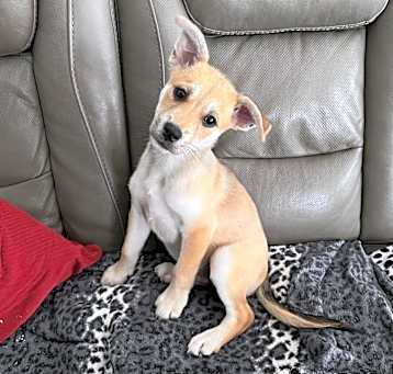 Photo of Huckleberry Fox