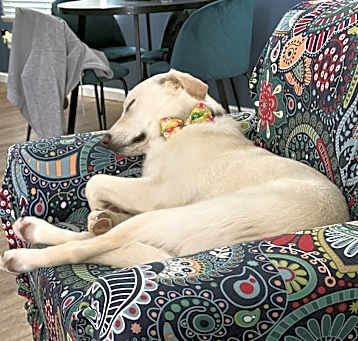 Photo of Bodhi