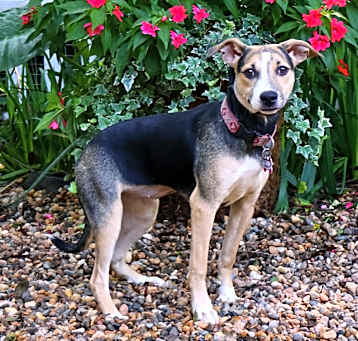 Photo of Smartie