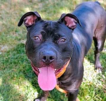 Photo of BANDIT