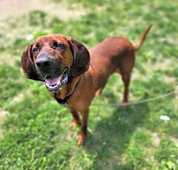 Photo of Scrappy