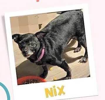 Photo of Nix