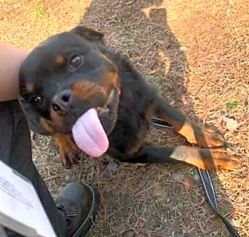Photo of TALI