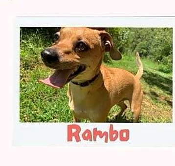 Photo of Rambo