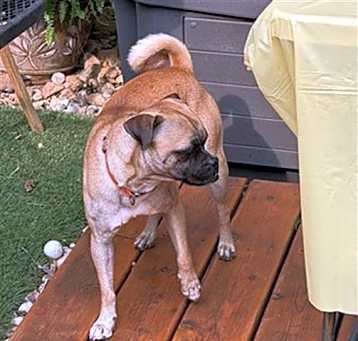 Photo of T-BONE