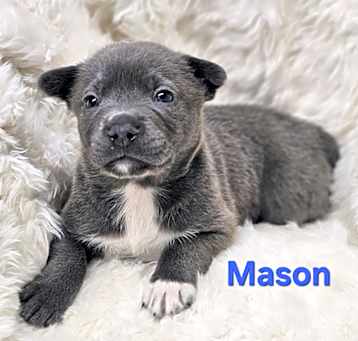 Photo of NY Mason Avail April 26