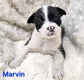 Photo of NY Marvin (Foster Carmel)
