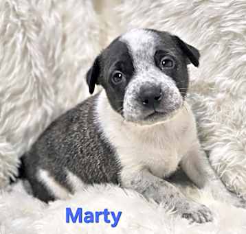 Photo of NY Max (Foster Carmel)