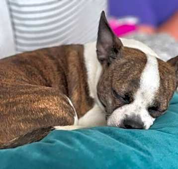 Photo of Lovey